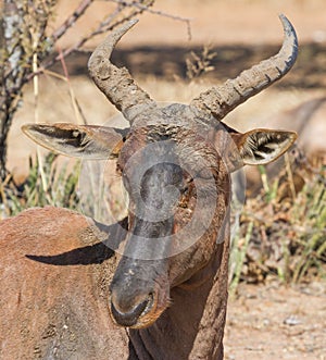Tsessebe Damaliscus lunatus lunatus rare antelope closeup portrait