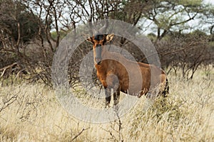 Tsessebe grazing in Northern Cape Province, South Africa