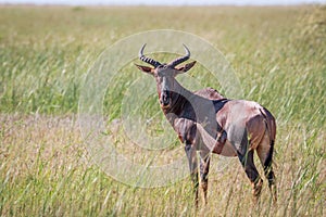 Tsessebe looking at the camera in Chobe.