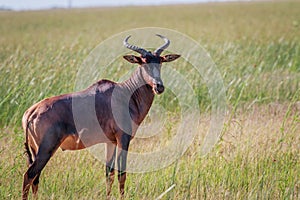 Tsessebe looking at the camera in Chobe.