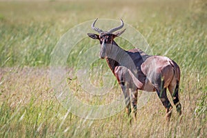 Tsessebe looking at the camera in Chobe.