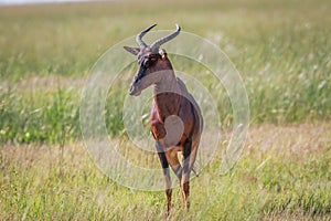 Tsessebe looking at the camera in Chobe.