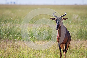 Tsessebe looking at the camera in Chobe.