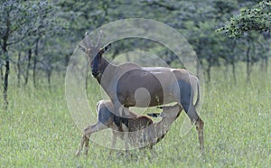 Tsessebe mother, Damaliscus lunatus lunatus, with calf suckling