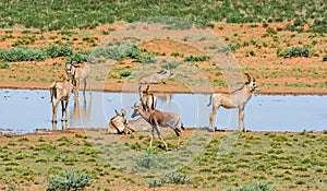 Tsessebe and Roan Antelope