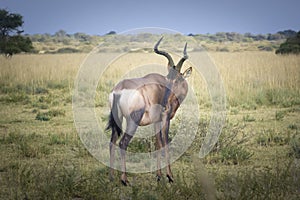 Tsessebe, topi or sassaby, Latin name: Damaliscus lunatus, is one of five subspecies of African antelope Damaliscus lunatus.