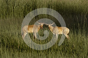 Tsessebe young, Botswana