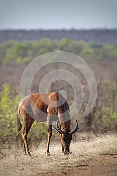 Tsetsebe grazing in Kruger Park