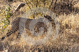 South Africa - Tshukudu Game Reserve - Cheetah