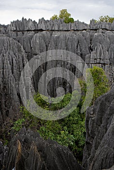 Tsingy de Bemaraha. Typical landscape. Madagascar.