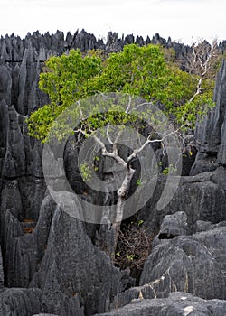 Tsingy de Bemaraha. Typical landscape with tree. Madagascar.