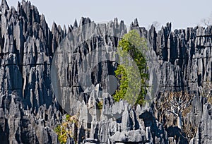 Tsingy de Bemaraha. Typical landscape with tree. Madagascar.
