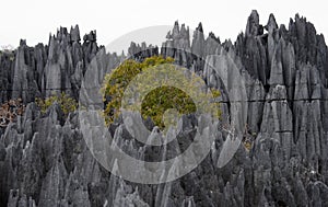 Tsingy de Bemaraha. Typical landscape with tree. Madagascar.