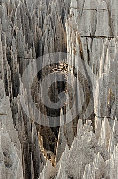 Tsingy Limestone Formations in Madagascar