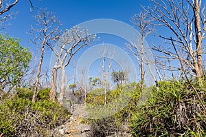 Tsingy in Madagascar