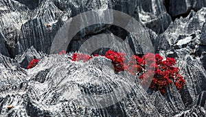 Tsingy. Plants with red leaves on the gray stones. Very unusual photo. Madagascar.