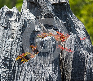 Tsingy. Plants with red leaves on the gray stones. Very unusual photo. Madagascar.