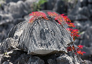 Tsingy. Plants with red leaves on the gray stones. Very unusual photo. Madagascar.