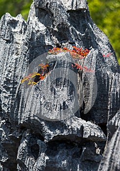 Tsingy. Plants with red leaves on the gray stones. Very unusual photo. Madagascar.