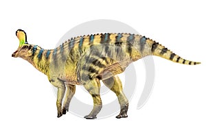 Tsintaosaurus Spinorhinus Dinosaur on white isolate background Clipping path