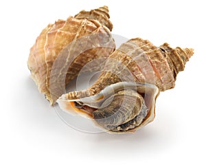 Tsubu gai, japanese whelk