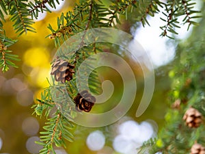 Tsuga canadensis - eastern hemlock, canadian hemlock tree with cones background