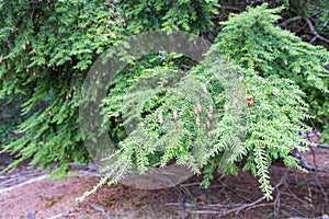 Tsuga conifer tree closeup photo