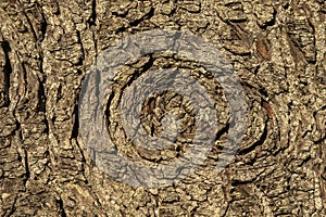 Tsuga Heterophylla brown tree bark background photo