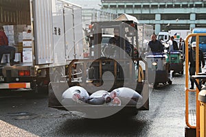 Tsukiji fishmarket