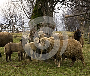 Tsurcana/Zachel ewes and lambs