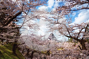 Tsuruga Castle (Aizu castle) surrounded by hundreds of sakura tr