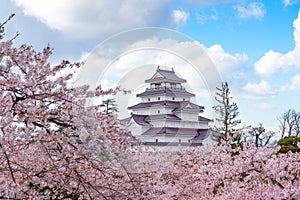 Tsuruga Castle (Aizu castle) surrounded by hundreds of sakura tr