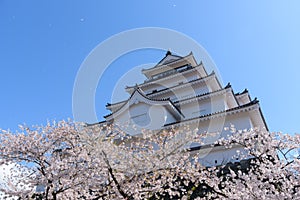 Tsuruga Castle surrounded by hundreds of sakura trees