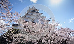 Tsuruga Castle surrounded by hundreds of sakura trees