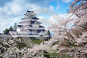 Tsuruga Castle surrounded by hundreds of sakura trees