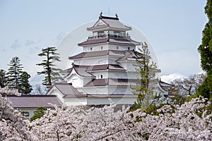 Tsuruga-jo castle with sakura