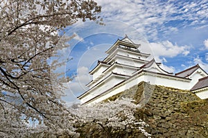 Tsuruga-jo Castle or Wakamatsu castle in Aizu-Wakamatsu City in Fukushima Prefecture, Japan in spring Saruka flowers in full bloom