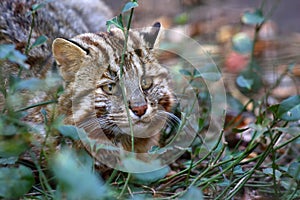 Tsushima Leopard Cat