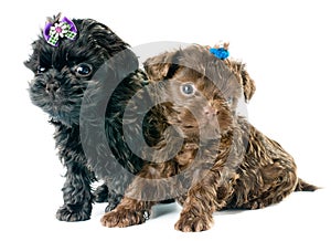 Tsvetnaya dolonka in studio