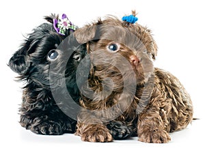 Tsvetnaya dolonka in studio