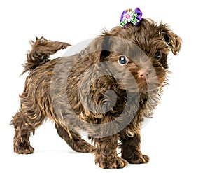 Tsvetnaya dolonka in studio