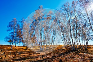 Tthe autumn birch forest on the grassland