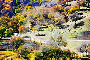 Tthe autumn trees on the hillside