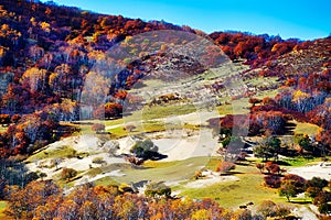 Tthe autumnal trees on the hillside