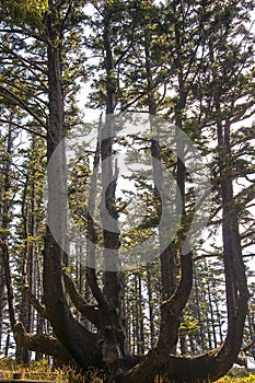 Tthe octopus tree of Oregon growing near the lighthouse at Cape Mears