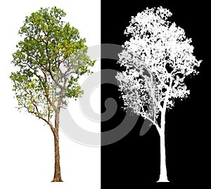 Ttree on white background with clipping path