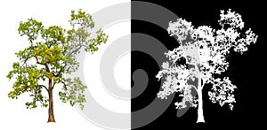 Ttree on white background with clipping path