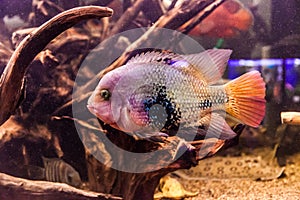 Ttropical freshwater aquarium with fish