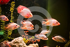 Ttropical freshwater aquarium with fishes