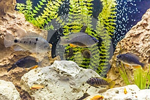 Ttropical freshwater aquarium with fishes